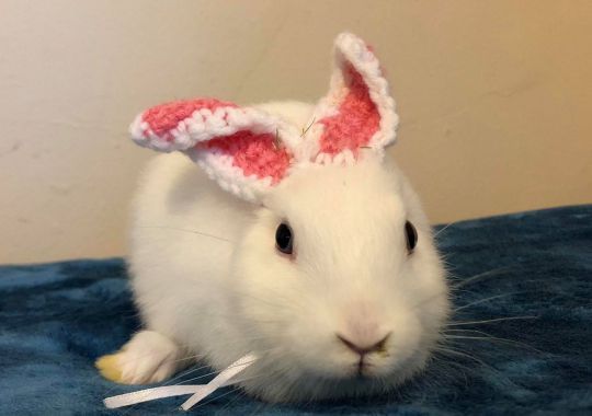 Un conejo nace sin orejas y su dueña le hace unas de lana