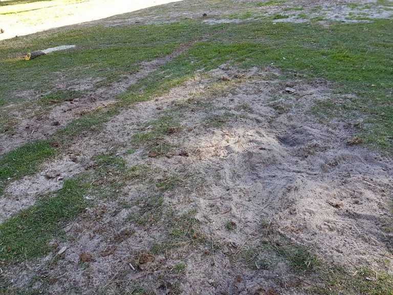 Unos jabalíes destrozan el campo de golf del Club Villa de Madrid