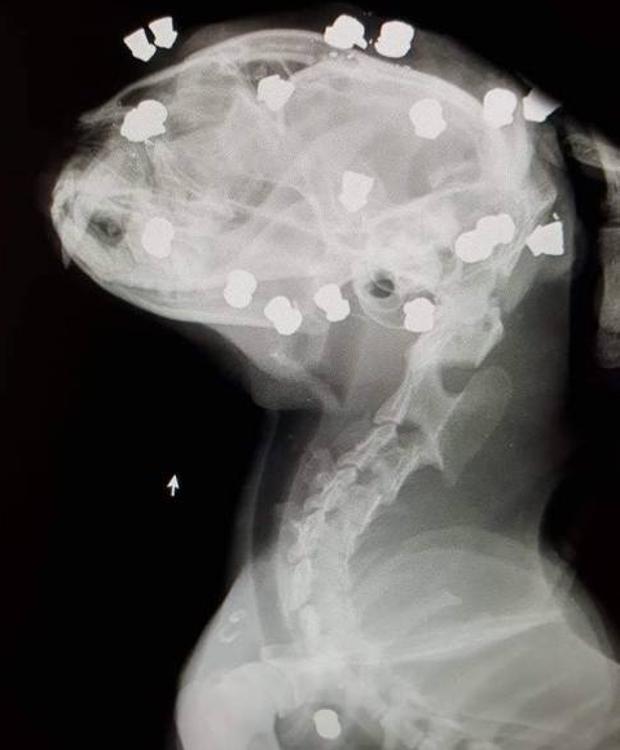 gato 1 kamH U601610878988w6G 624x750@La Rioja