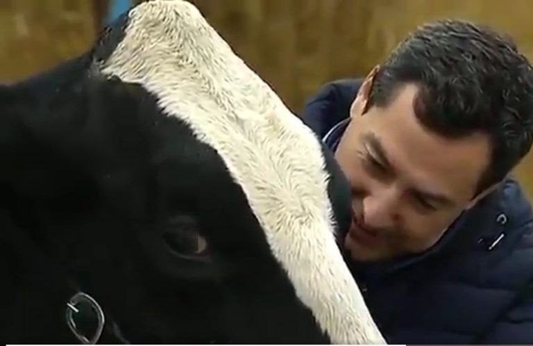 La última del candidato del PP a las elecciones andaluzas: preguntarle a una vaca si le va a votar