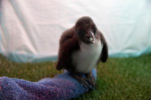Loro Parque recibe la Navidad con el nacimiento de 14 pinguinos 2