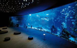 Un año de Poema del Mar el gran acuario de Las Palmas de Gran Canaria 1