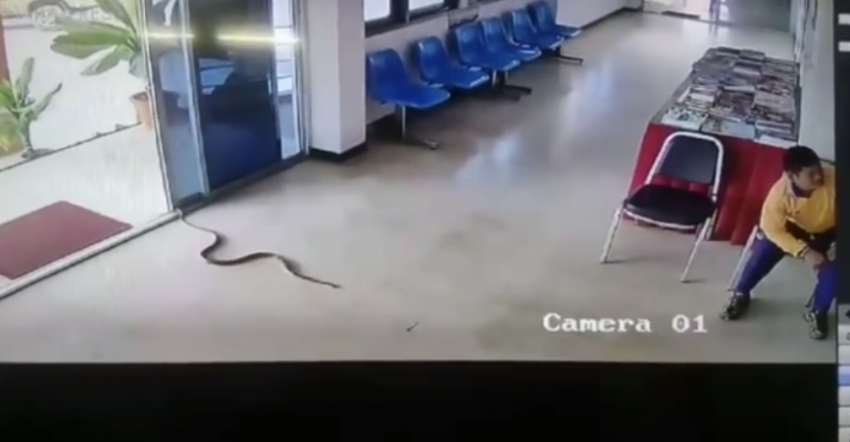 El traicionero ataque de una serpiente en el interior de una comisaría