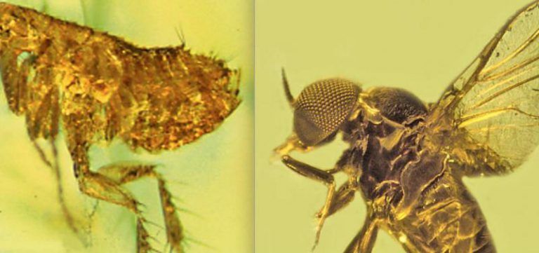 La malaria apareció hace 100 millones de años en plena era de los dinosaurios