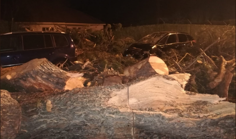 Varios heridos tras caerse un pino de 200 años en Madrid