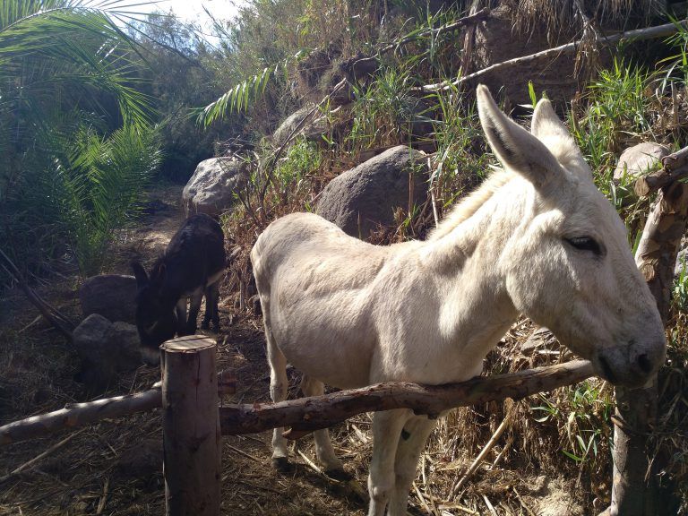 L. A. DE SAN NICOLAS: Se crean espacios para pastoreo de burros para prevenir incendios