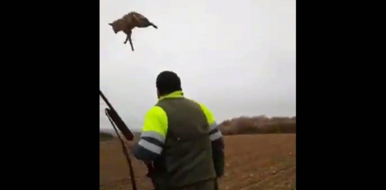 Denuncian al cazador que apaleó y maltrató con máxima crueldad, a un zorro malherido