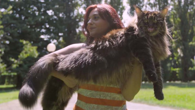 Les presentamos a Barivel, el gato más grande del mundo