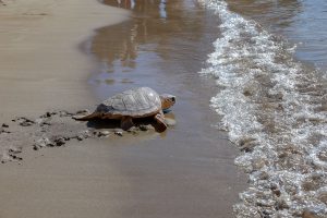 Poema del Mar devuelve una tortuga al océano en la playa de Las Canteras 2
