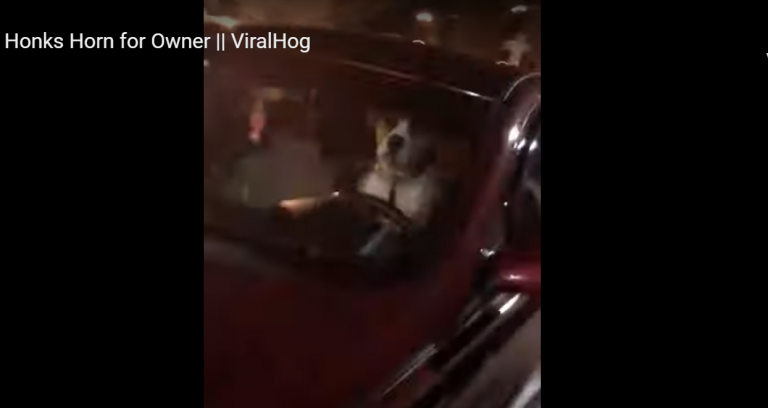 Un perro impaciente toca el claxon de un coche varias veces para avisar a su dueño