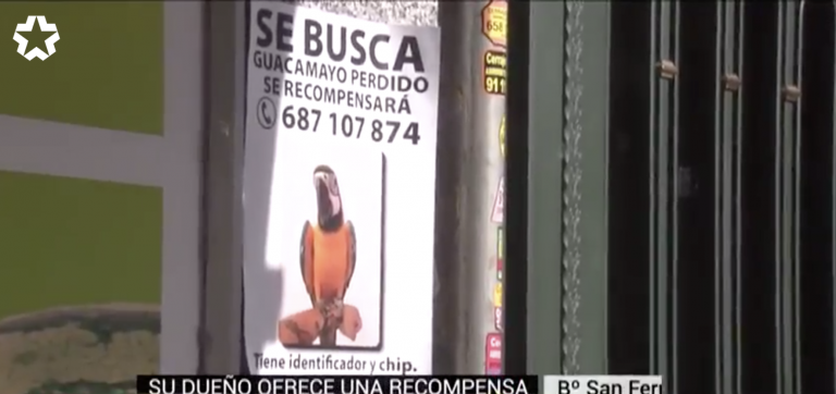 Ofrecen una recompensa para quien encuentre a 'Curro', un guacamayo desaparecido en Madrid