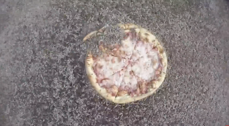 El sorprendente time-laps de unos insectos devorando una pizza