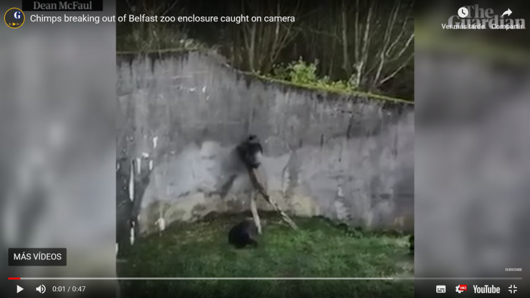 Unos chimpancés fabrican una 'escalera' para escapar del zoo donde estaban recluidos