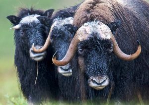 muskox 144311 640