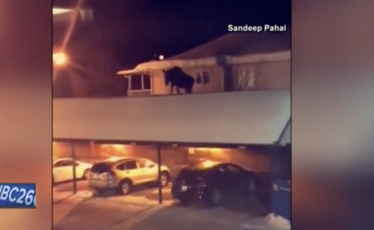 El misterioso alce que apareció en el tejado de una casa