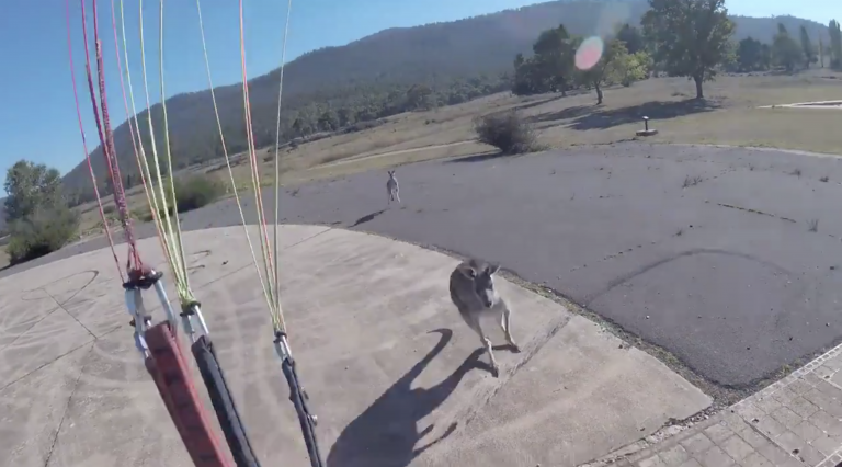 Un canguro violento ataca a un parapentista mientras aterriza en una ladera