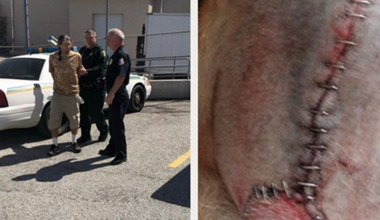 Un peluquero canino arranca la cola de un pastor alemán porque no se estaba quieto durante un corte de pelo