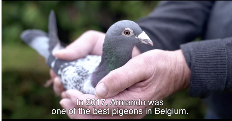 Un ciudadano chino compra una paloma de nombre 'Armando' por casi un millón y medio de dólares