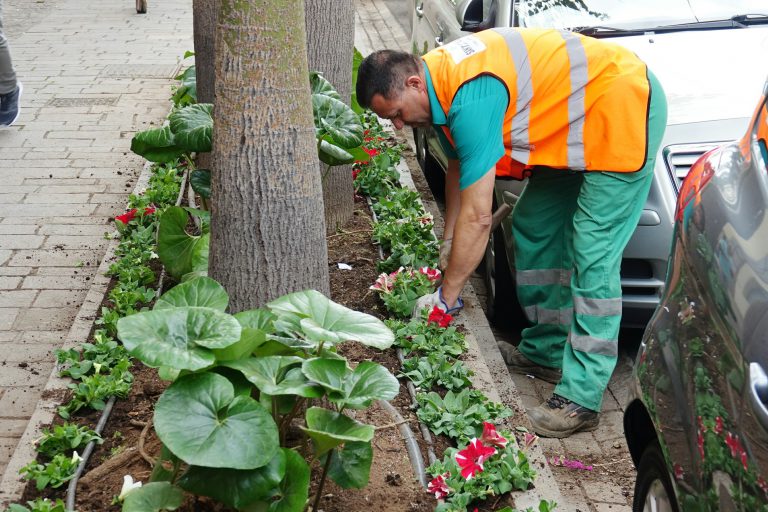S. C. DE TENERIFE: Más de 50.000 flores de temporada dan la bienvenida a la primavera