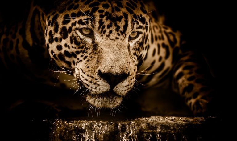 Un jaguar ataca a una mujer que se metió en su jaula para sacarse un 'selfie'