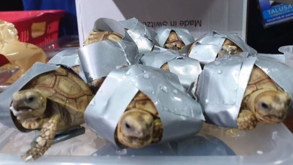 Encuentran 1.500 tortugas abandonadas en cuatro maletas en el aeropuerto de Manila 1 tortu