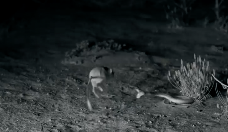 La ágil defensa de ratas 'ninja' grabada en un desierto de Arizona
