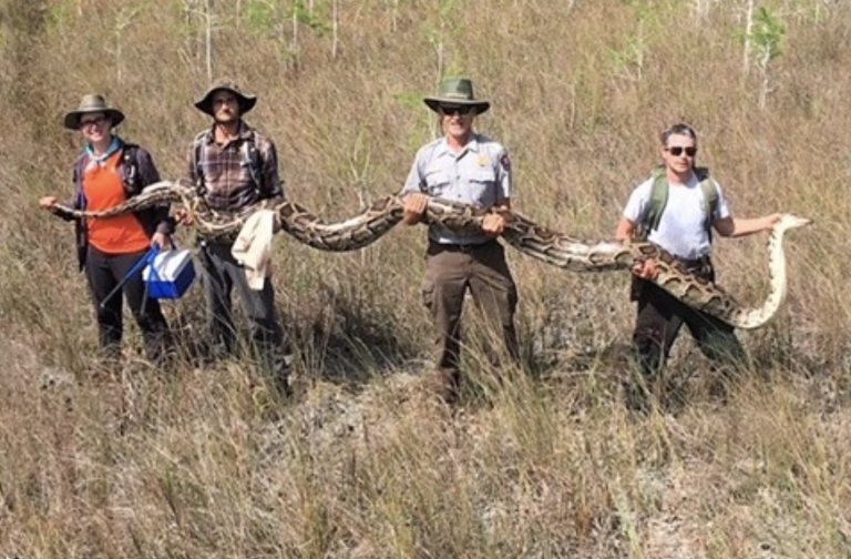 Encuentran en Florida una de las pitones más grandes hallada en la historia del estado