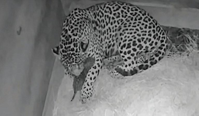 Nace el primer jaguar por inseminación artificial… y su madre lo devora