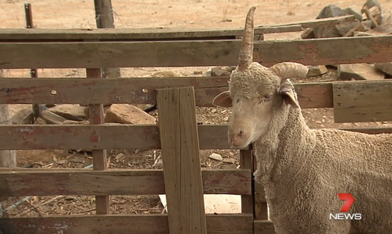 Rescata de una muerte segura a una 'oveja unicornio' a cambio de dos cajas de cerveza