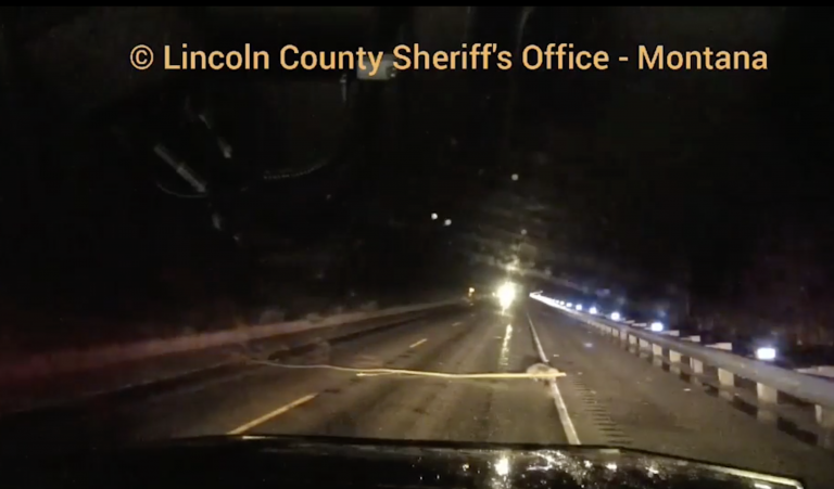 Peligro en la autopista: un castor cruza arrastrando la rama de un árbol