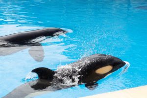 nueva derrota de free morgan foundation en parlamento europeo 3