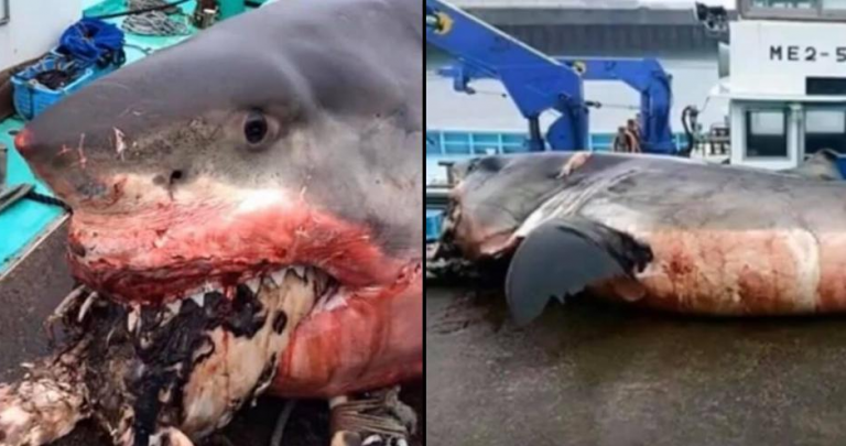 Un tiburón blanco muere atragantado al intentar comerse una tortuga