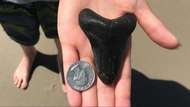 wect MEGALODON TOOTH 1555603192861.JPG 15053754 ver1.0 640 360