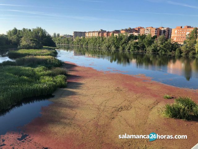 La razón por la que el río Tormes se tiñe de rojo a su paso por Salamanca 3 2470445