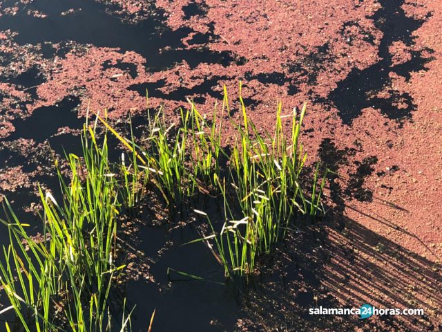 La razón por la que el río Tormes se tiñe de rojo a su paso por Salamanca 2 2470446
