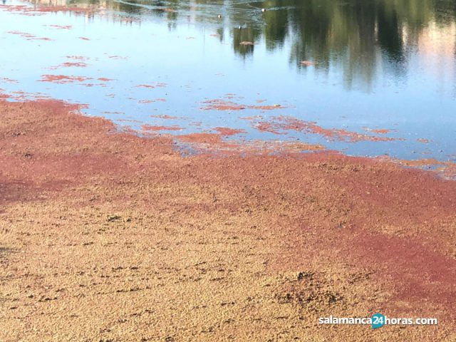 La razón por la que el río Tormes se tiñe de rojo a su paso por Salamanca 1 2470447