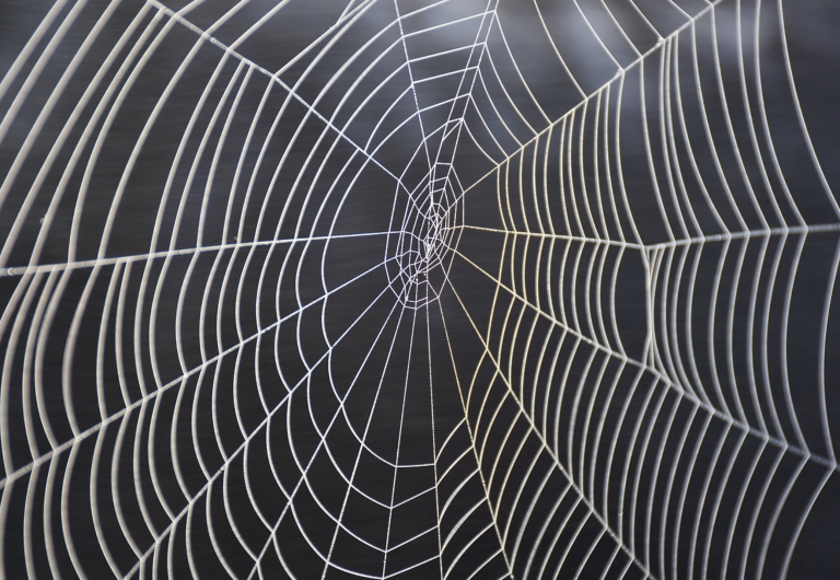 La araña con 'cara humana' que ha revolucionado la red