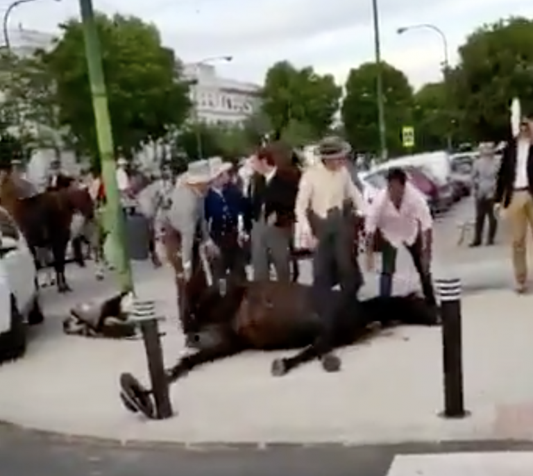 Fuertes imágenes: Pacma denuncia las convulsiones de un caballo en la Feria de Abril