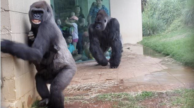'Gorilas en la lluvia': un grupo de primates se vuelve viral por su miedo a una tormenta