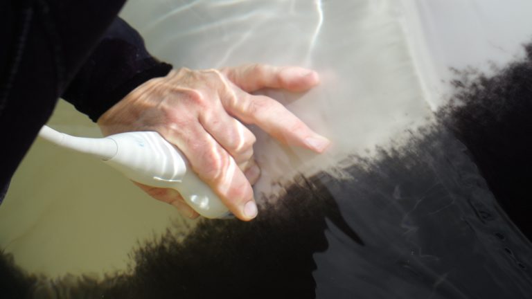 Loro Parque permite a científicos internacionales encontrar evidencias de que la contaminación marina podría provocar infertilidad en las orcas