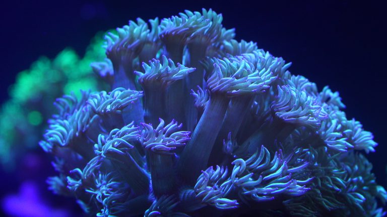 Loro Parque exhibirá una increíble granja de corales