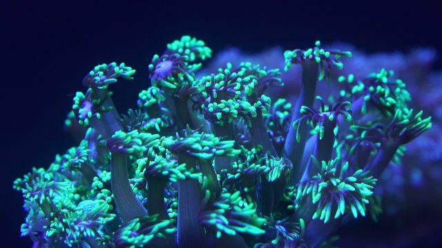 Loro Parque exhibirá una granja de corales 2