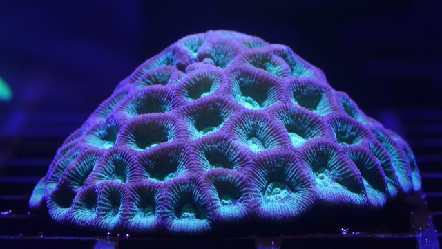 Loro Parque exhibirá una granja de corales 4