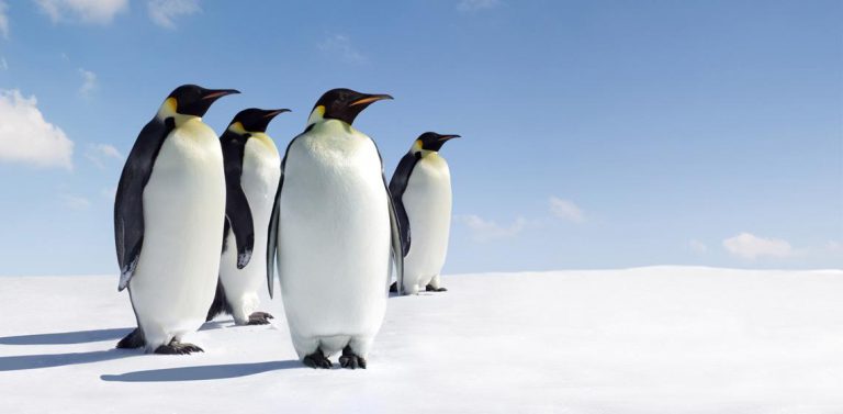 Pingüinos y focas enriquecen la biodiversidad antártica con sus excrementos