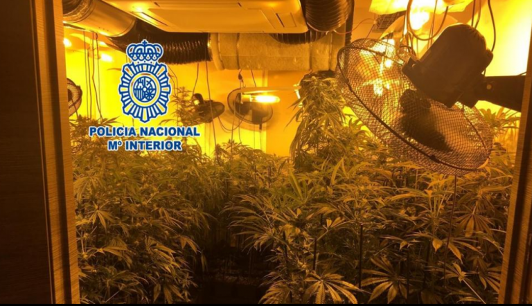 Detenido por cultivar más de mil plantas de marihuana en Barcelona robando la luz a los vecinos