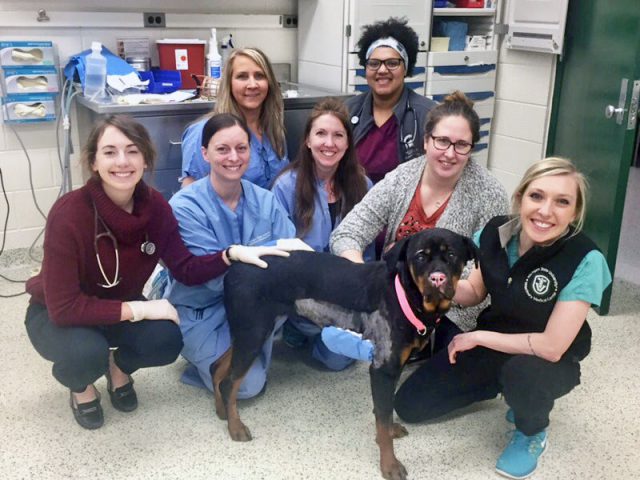 fish skin graft stella 5