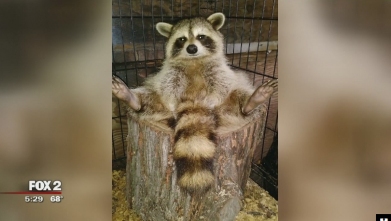 Sacrifican a una mascota mapache tras morder a una niña y contagiarle la rabia