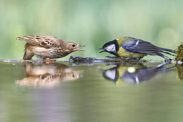 society nature wildlife 9