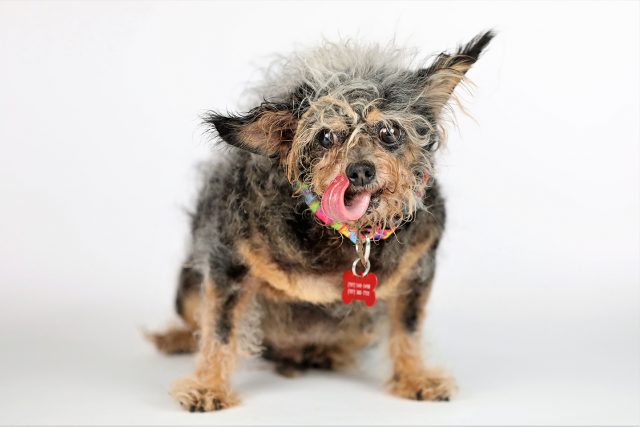 Estos son algunos de los ganadores del concurso de Los Perros más Feos del Mundo 29 2019 Worlds Ugliest Dog Winner Scamp The Tramp 1440 1
