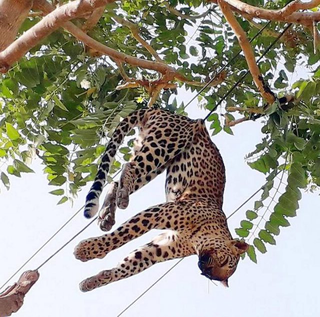 Un leopardo muere electrocutado al caer sobre unos cables de alta tensión 1 20THLEOPARD